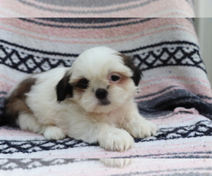 Shih Tzu Puppy for sale in SHILOH, OH, USA
