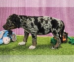 Small #9 Catahoula Leopard Dog