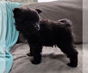 Pom-A-Poo Puppy for Sale in FREMONT, Michigan USA