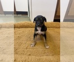 Small Photo #2 Doberman Pinscher-Greyhound Mix Puppy For Sale in CANAL WINCHESTER, OH, USA