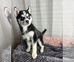 Small Photo #3 Pomsky Puppy For Sale in GREENWOOD, IN, USA