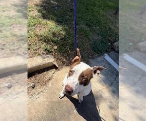 Staffordshire Bull Terrier Dogs for adoption in Houston, TX, USA