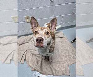 Siberian Husky-Unknown Mix Dogs for adoption in St. Cloud, FL, USA
