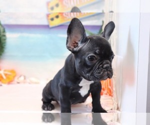 French Bulldog Puppy for sale in KENDALL, FL, USA