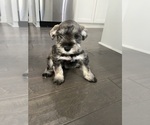 Small Photo #1 Schnauzer (Miniature) Puppy For Sale in KANNAPOLIS, NC, USA