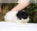 Small #33 ShihPoo