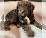 Small Photo #1 Bordoodle Puppy For Sale in LAKE BENTON, MN, USA