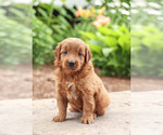 Puppy 3 Goldendoodle