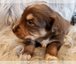 Small Photo #6 Australian Shepherd Puppy For Sale in FLORENCE, CO, USA
