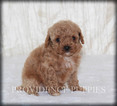 Small Photo #10 Poodle (Miniature) Puppy For Sale in COPPOCK, IA, USA