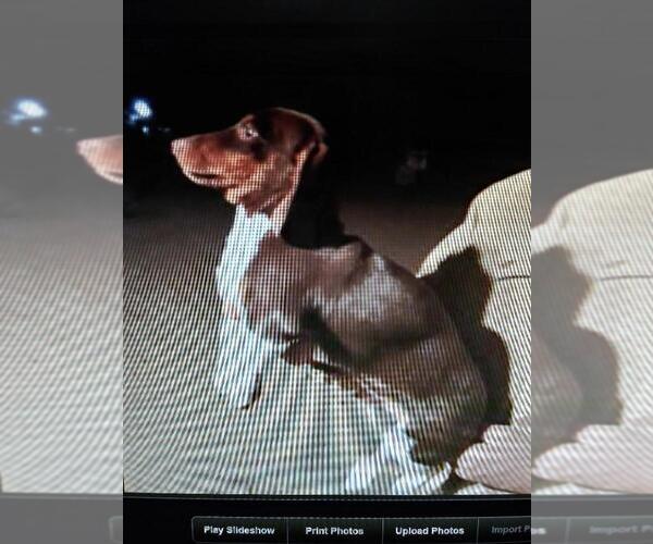 Medium Photo #1 Dachshund Puppy For Sale in BELEN, NM, USA