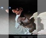 Small Photo #1 Dachshund Puppy For Sale in BELEN, NM, USA