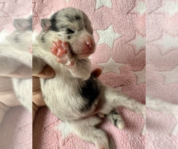 Medium Photo #8 Pomsky-Shiba Inu Mix Puppy For Sale in NASHUA, NH, USA