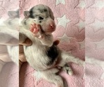 Small #7 Pomsky-Shiba Inu Mix