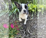 Small #1 Boston Terrier