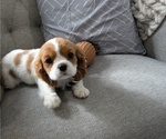 Small #5 Cavalier King Charles Spaniel