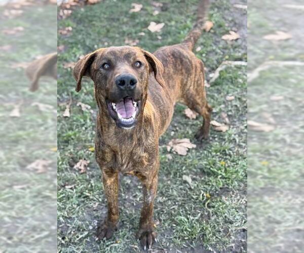 Medium Photo #2 Labrador Retriever Puppy For Sale in Riverside, CA, USA
