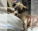 Small #3 Labrador Retriever