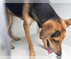 German Shepherd Dog Dogs for adoption in Houston, TX, USA