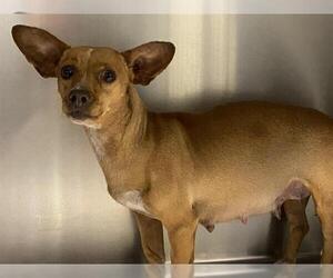 Chihuahua Dogs for adoption in Modesto, CA, USA