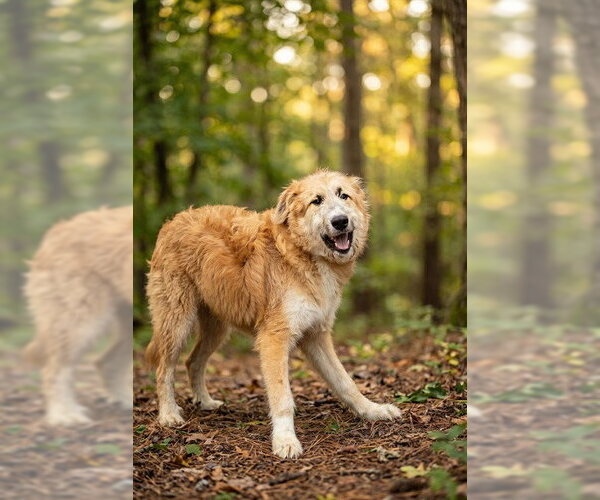 Medium Photo #2 Irish Wolfhound-Unknown Mix Puppy For Sale in Belleville, IL, USA
