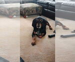 Small #2 Black and Tan Coonhound