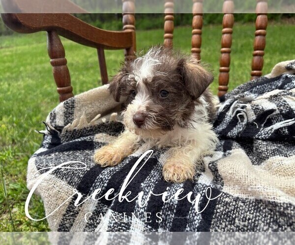 Medium Photo #5 Schnauzer (Miniature) Puppy For Sale in NIANGUA, MO, USA