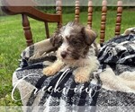 Small #4 Schnauzer (Miniature)