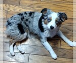 Small Photo #1 Miniature Australian Shepherd Puppy For Sale in LA MIRADA, CA, USA