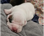 Puppy Opal Boxer