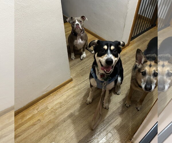 Medium Photo #6 Mutt Puppy For Sale in Fargo, ND, USA