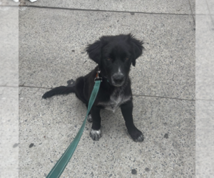 Golden Labrador Dogs for adoption in Brooklyn, NY, USA