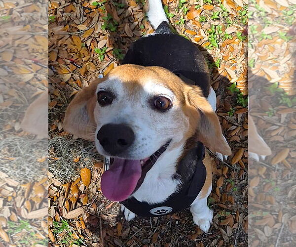 Medium Photo #3 Beagle Puppy For Sale in Dunnellon, FL, USA