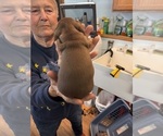 Small #1 Dachshund
