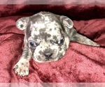 Small Photo #6 French Bulldog Puppy For Sale in BUCKS BAR, CA, USA