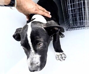 Mutt Dogs for adoption in Houston, TX, USA