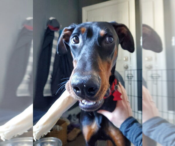 Medium Photo #7 Doberman Pinscher Puppy For Sale in Minneaoplis, MN, USA