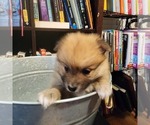 Puppy Puppy 4 Pomeranian