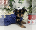 Small #3 Shorkie Tzu