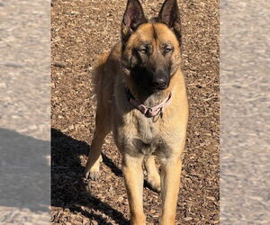 Mutt Dogs for adoption in Imlay City, MI, USA