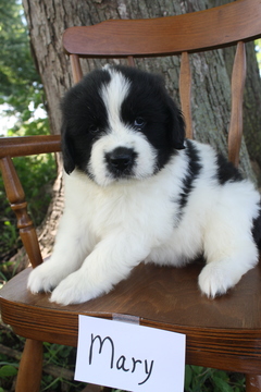 Medium Photo #1 Newfoundland Puppy For Sale in KELLOGG, IA, USA