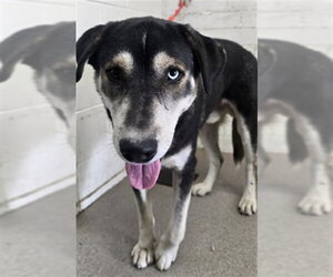 Siberian Husky-Unknown Mix Dogs for adoption in San Bernardino, CA, USA