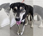 MAX - Male Siberian Husky-Unknown Mix Dog for Adoption - Small photo