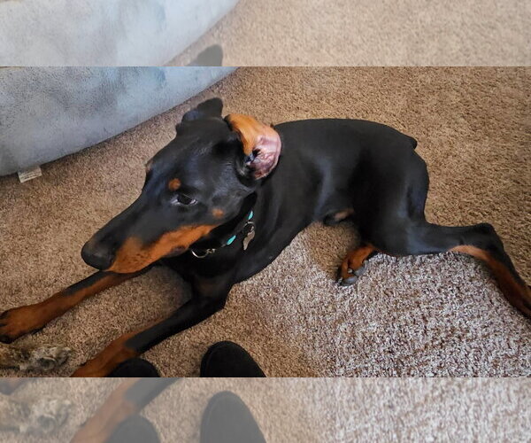 Medium Photo #2 Doberman Pinscher Puppy For Sale in Buffalo, MN, USA