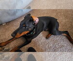 Small #1 Doberman Pinscher