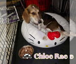 Small Photo #9 Basschshund Puppy For Sale in San Antonio, TX, USA