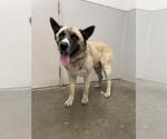 Small Akita Mix