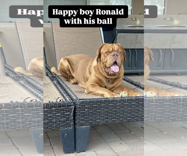 Medium Photo #3 Dogue de Bordeaux Puppy For Sale in Goodyear, AZ, USA
