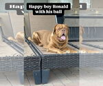 Small #2 Dogue de Bordeaux