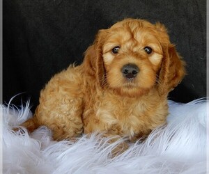 Goldendoodle Puppy for sale in FREDERICKSBURG, OH, USA